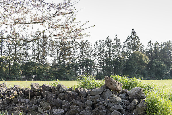 포토 JPG 주간 나무 여행 자연 한국 돌담 풍경 초원 사람없음 야외 제주도 맑음 봄 돌_바위 돌담길 국내포토 자연요소 식물 계절 아시아 길 날씨 담장 생태계 파일형식