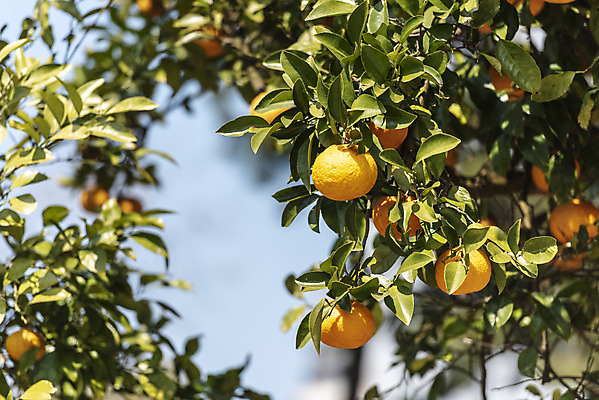 포토 JPG 주간 나무 여행 자연 하늘 귤 한국 풍경 사람없음 야외 아웃포커스 제주도 맑음 봄 귤나무 노리매공원 제철과일 국내포토 자연요소 식물 계절 공원 아시아 과일 날씨 촬영기법 생태계 제철 파일형식