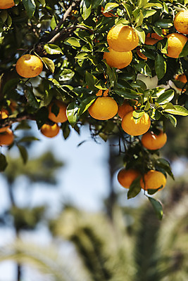 포토 JPG 주간 나무 여행 자연 하늘 귤 한국 풍경 사람없음 야외 아웃포커스 제주도 맑음 봄 귤나무 노리매공원 제철과일 국내포토 자연요소 식물 계절 공원 아시아 과일 날씨 촬영기법 생태계 제철 파일형식