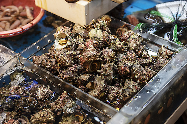 포토 JPG 주간 여행 자연 한국 풍경 사람없음 야외 제주도 맑음 여러개 봄 해산물 동문시장 참소라 국내포토 자연요소 계절 아시아 다수 날씨 시장 소라 생태계 파일형식