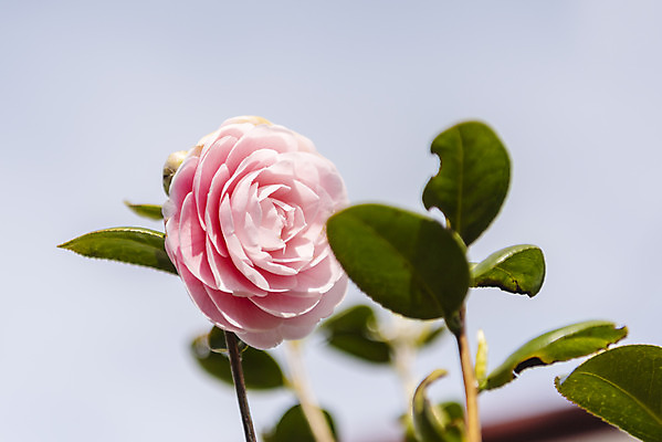 포토 JPG 주간 여행 잎 자연 한국 풍경 근접촬영 사람없음 야외 아웃포커스 제주도 맑음 봄 동백 국내포토 자연요소 식물 계절 꽃 아시아 뷰포인트 날씨 촬영기법 생태계 파일형식