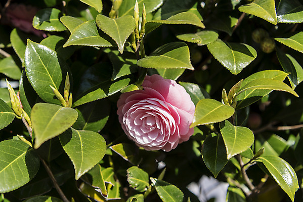 포토 JPG 주간 여행 잎 자연 한국 풍경 근접촬영 사람없음 야외 아웃포커스 제주도 맑음 봄 동백 국내포토 자연요소 식물 계절 꽃 아시아 뷰포인트 날씨 촬영기법 생태계 파일형식