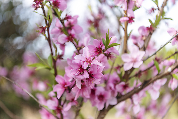 포토 JPG 주간 분홍색 여행 자연 한국 풍경 근접촬영 사람없음 야외 아웃포커스 제주도 맑음 봄 복사꽃 국내포토 자연요소 계절 꽃 아시아 뷰포인트 컬러 날씨 촬영기법 생태계 파일형식