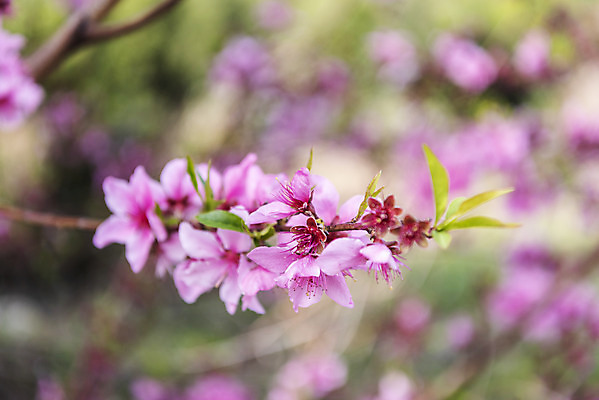 포토 JPG 주간 분홍색 여행 자연 한국 풍경 근접촬영 사람없음 야외 아웃포커스 제주도 맑음 봄 복사꽃 국내포토 자연요소 계절 꽃 아시아 뷰포인트 컬러 날씨 촬영기법 생태계 파일형식