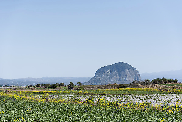 포토 JPG 주간 여행 꽃밭 자연 하늘 한국 풍경 사람없음 야외 제주도 맑음 봄 유채 산방산 알뜨르비행장 국내포토 자연요소 계절 꽃 아시아 날씨 산 생태계 파일형식