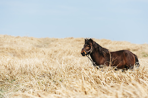 포토 JPG 주간 한마리 여행 자연 하늘 한국 갈대 풍경 사람없음 야외 제주도 맑음 봄 말_동물 갈대밭 셋알오름 국내포토 자연요소 식물 1 계절 아시아 포유류 날씨 생태계 오름 파일형식 갈대_식물