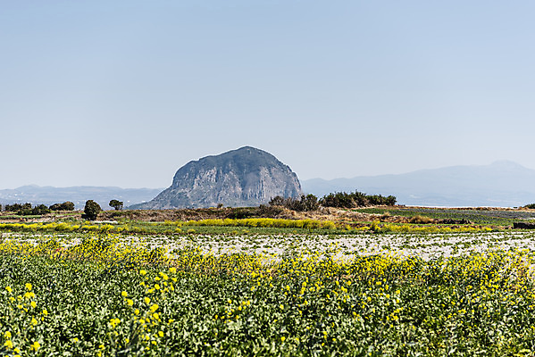 포토 JPG 주간 여행 꽃밭 자연 하늘 한국 풍경 사람없음 야외 제주도 맑음 봄 유채 산방산 알뜨르비행장 국내포토 자연요소 계절 꽃 아시아 날씨 산 생태계 파일형식