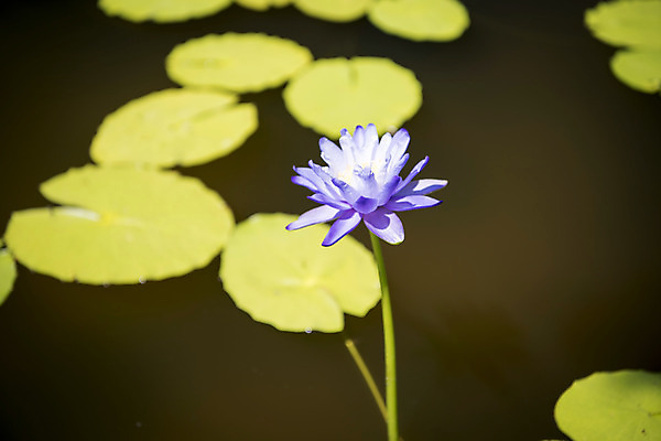 포토 JPG 주간 꽃 한송이 자연 풍경 사람없음 야외 여름 여름풍경 연못 연잎 수련잎 싱그러움 국내포토 자연요소 식물 1 계절 잎 생태계 송이 파일형식 여름_계절