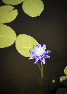포토 JPG 주간 꽃 한송이 자연 풍경 사람없음 야외 여름 여름풍경 연못 연잎 수련잎 싱그러움 국내포토 자연요소 식물 1 계절 잎 생태계 송이 파일형식 여름_계절