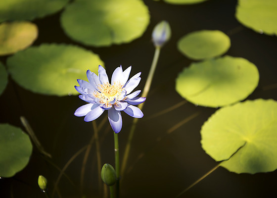 포토 JPG 주간 꽃 한송이 자연 풍경 사람없음 야외 여름 여름풍경 연못 연잎 꽃봉오리 수련잎 싱그러움 국내포토 자연요소 식물 1 계절 잎 생태계 송이 파일형식 여름_계절