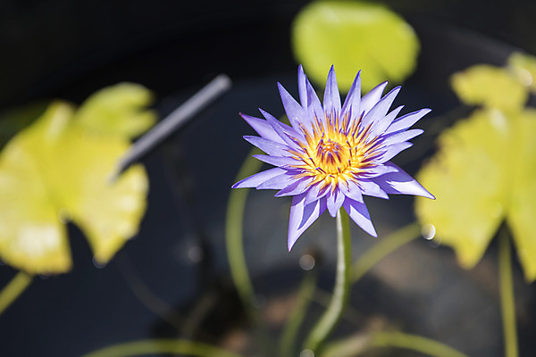 포토 JPG 주간 꽃 한송이 자연 풍경 사람없음 야외 아웃포커스 여름 여름풍경 연못 연잎 수련잎 싱그러움 국내포토 자연요소 식물 1 계절 잎 촬영기법 생태계 송이 파일형식 여름_계절