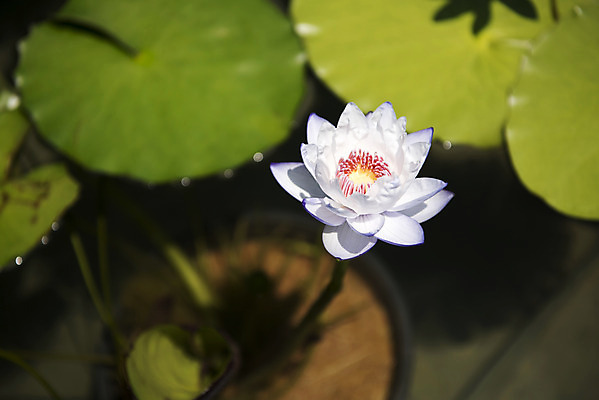 포토 JPG 주간 꽃 한송이 자연 그림자 풍경 사람없음 야외 아웃포커스 여름 여름풍경 연못 연잎 수련잎 싱그러움 국내포토 자연요소 식물 1 계절 잎 촬영기법 생태계 송이 파일형식 여름_계절