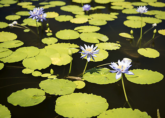 포토 JPG 주간 꽃 여러송이 자연 풍경 사람없음 야외 여름 여름풍경 연못 연잎 수련잎 싱그러움 국내포토 자연요소 식물 계절 다수 잎 생태계 파일형식 여름_계절