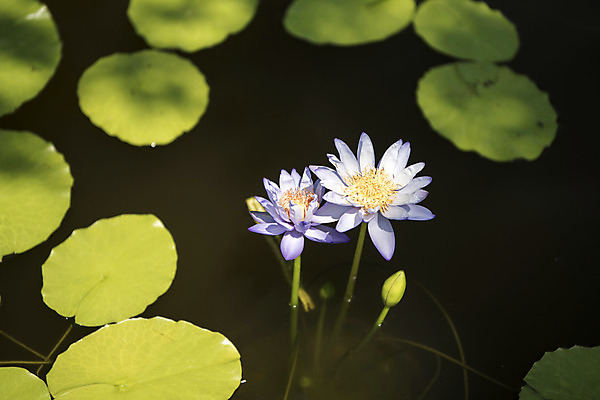 포토 JPG 주간 꽃 자연 풍경 사람없음 야외 여름 여름풍경 연못 수련잎 싱그러움 국내포토 자연요소 식물 계절 잎 생태계 파일형식 여름_계절