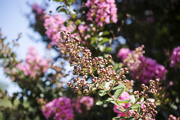 포토 JPG 주간 꽃 로우앵글 자연 하늘 꽃나무 풍경 사람없음 야외 여름 여름풍경 싱그러움 국내포토 자연요소 나무 식물 계절 뷰포인트 생태계 파일형식 여름_계절