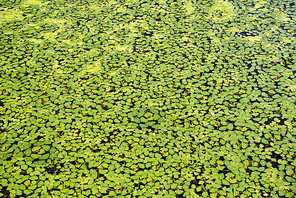 포토 JPG 주간 꽃 자연 풍경 사람없음 야외 여름 여름풍경 연못 수련잎 싱그러움 국내포토 자연요소 식물 계절 잎 생태계 파일형식 여름_계절