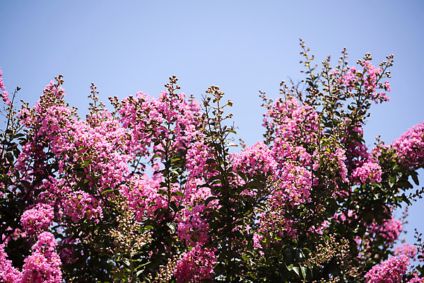 포토 JPG 주간 꽃 로우앵글 자연 하늘 꽃나무 풍경 사람없음 야외 여름 여름풍경 싱그러움 국내포토 자연요소 나무 식물 계절 뷰포인트 생태계 파일형식 여름_계절