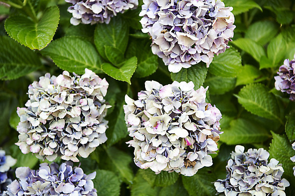 포토 JPG 주간 꽃 여러송이 잎 자연 풍경 사람없음 야외 아웃포커스 여름 여름풍경 수국 싱그러움 국내포토 자연요소 식물 계절 다수 촬영기법 생태계 파일형식 여름_계절