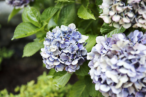 포토 JPG 주간 꽃 여러송이 잎 자연 풍경 사람없음 야외 아웃포커스 여름 여름풍경 수국 싱그러움 국내포토 자연요소 식물 계절 다수 촬영기법 생태계 파일형식 여름_계절