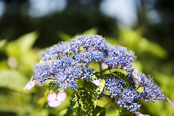포토 JPG 주간 꽃 여러송이 자연 풍경 사람없음 야외 아웃포커스 여름 여름풍경 수국 싱그러움 국내포토 자연요소 식물 계절 다수 촬영기법 생태계 파일형식 여름_계절