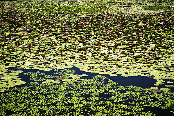 포토 JPG 주간 꽃 여러송이 자연 연꽃 풍경 사람없음 야외 아웃포커스 여름 여름풍경 연못 연잎 싱그러움 국내포토 자연요소 식물 계절 다수 잎 촬영기법 생태계 파일형식 여름_계절