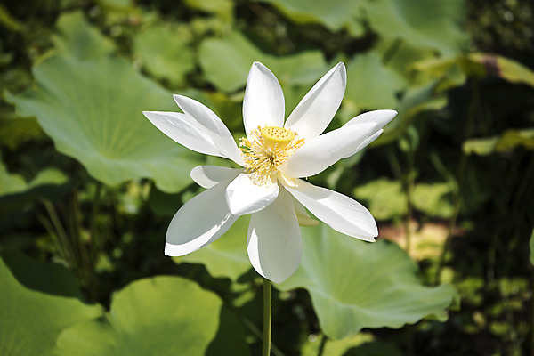 포토 JPG 주간 꽃 한송이 자연 연꽃 풍경 사람없음 야외 아웃포커스 여름 여름풍경 연못 연잎 수련잎 싱그러움 국내포토 자연요소 식물 1 계절 잎 촬영기법 생태계 송이 파일형식 여름_계절