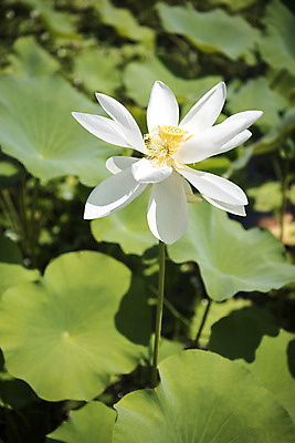 포토 JPG 주간 꽃 한송이 자연 연꽃 풍경 사람없음 야외 아웃포커스 여름 여름풍경 연못 연잎 수련잎 싱그러움 국내포토 자연요소 식물 1 계절 잎 촬영기법 생태계 송이 파일형식 여름_계절