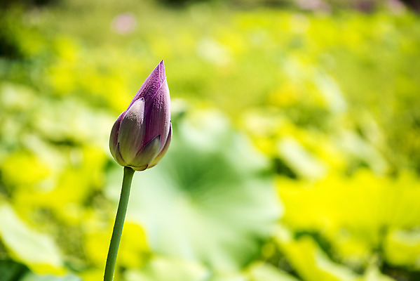 포토 JPG 주간 꽃 한송이 자연 풍경 사람없음 야외 아웃포커스 여름 여름풍경 연못 연잎 꽃봉오리 싱그러움 국내포토 자연요소 식물 1 계절 잎 촬영기법 생태계 송이 파일형식 여름_계절