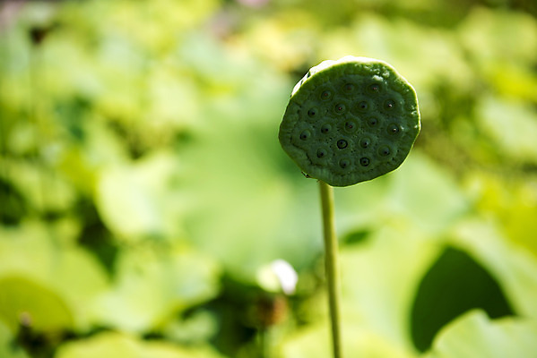 포토 JPG 주간 꽃 자연 연꽃 풍경 사람없음 야외 아웃포커스 여름 여름풍경 연못 싱그러움 국내포토 자연요소 식물 계절 촬영기법 생태계 파일형식 여름_계절