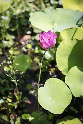 포토 JPG 주간 꽃 한송이 자연 연꽃 풍경 사람없음 야외 아웃포커스 여름 여름풍경 연못 연잎 싱그러움 국내포토 자연요소 식물 1 계절 잎 촬영기법 생태계 송이 파일형식 여름_계절