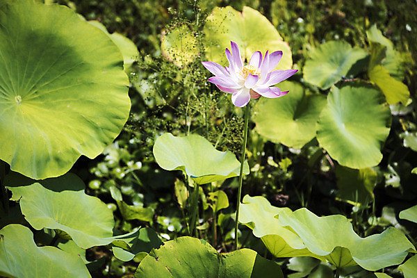 포토 JPG 주간 꽃 한송이 자연 연꽃 풍경 사람없음 야외 아웃포커스 여름 여름풍경 연못 연잎 싱그러움 국내포토 자연요소 식물 1 계절 잎 촬영기법 생태계 송이 파일형식 여름_계절