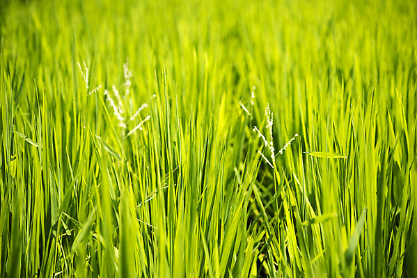 포토 JPG 주간 꽃 자연 논 풍경 사람없음 야외 초록색 여름 여름풍경 벼 싱그러움 국내포토 자연요소 식물 계절 컬러 농업 곡류 생태계 파일형식 여름_계절