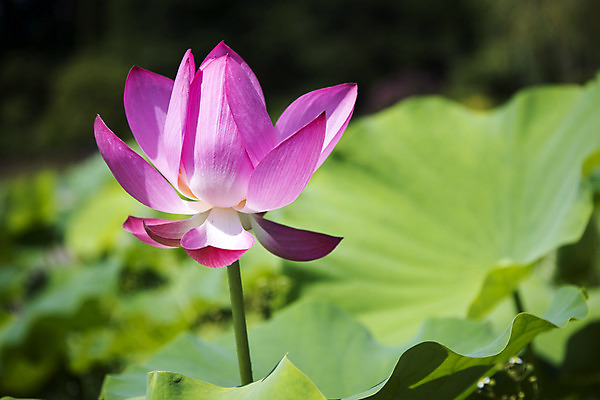 포토 JPG 주간 꽃 한송이 자연 연꽃 풍경 사람없음 야외 아웃포커스 여름 여름풍경 연못 연잎 싱그러움 국내포토 자연요소 식물 1 계절 잎 촬영기법 생태계 송이 파일형식 여름_계절