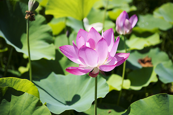 포토 JPG 주간 꽃 여러송이 자연 연꽃 풍경 사람없음 야외 아웃포커스 여름 여름풍경 연못 연잎 싱그러움 국내포토 자연요소 식물 계절 다수 잎 촬영기법 생태계 파일형식 여름_계절