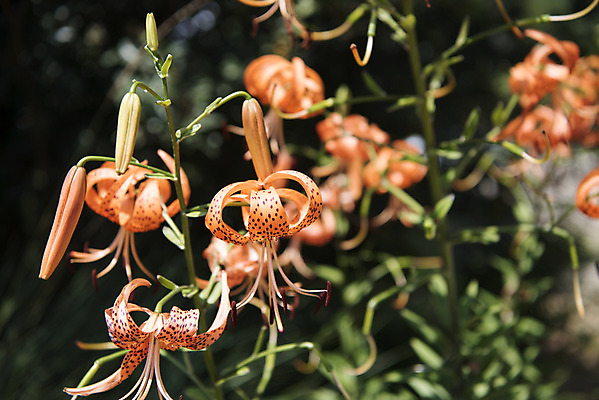 포토 JPG 주간 꽃 여러송이 자연 풍경 사람없음 야외 아웃포커스 여름 여름풍경 싱그러움 하늘말나리 국내포토 자연요소 식물 계절 다수 촬영기법 생태계 파일형식 여름_계절