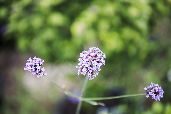 포토 JPG 주간 꽃 자연 풍경 사람없음 야외 아웃포커스 여름 여름풍경 싱그러움 불로초꽃 국내포토 자연요소 식물 계절 촬영기법 생태계 파일형식 여름_계절