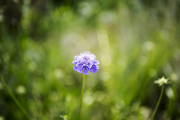 포토 JPG 주간 꽃 자연 풍경 사람없음 야외 아웃포커스 여름 여름풍경 싱그러움 불로초꽃 국내포토 자연요소 식물 계절 촬영기법 생태계 파일형식 여름_계절