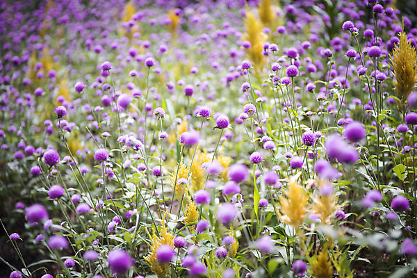 포토 JPG 주간 꽃 여러송이 꽃밭 자연 풍경 사람없음 야외 아웃포커스 여름 여름풍경 싱그러움 국내포토 자연요소 식물 계절 다수 촬영기법 생태계 파일형식 여름_계절