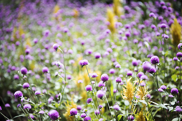 포토 JPG 주간 꽃 여러송이 꽃밭 자연 풍경 사람없음 야외 아웃포커스 여름 여름풍경 싱그러움 국내포토 자연요소 식물 계절 다수 촬영기법 생태계 파일형식 여름_계절