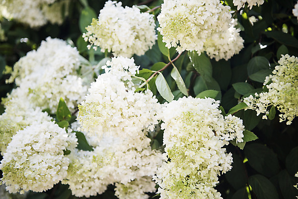 포토 JPG 주간 꽃 여러송이 자연 풍경 사람없음 야외 여름 여름풍경 수국 싱그러움 국내포토 자연요소 식물 계절 다수 생태계 파일형식 여름_계절