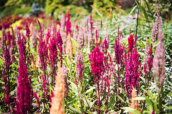 포토 JPG 주간 꽃 분홍색 여러송이 자연 풍경 사람없음 야외 여름 여름풍경 맨드라미 싱그러움 국내포토 자연요소 식물 계절 컬러 다수 생태계 파일형식 여름_계절