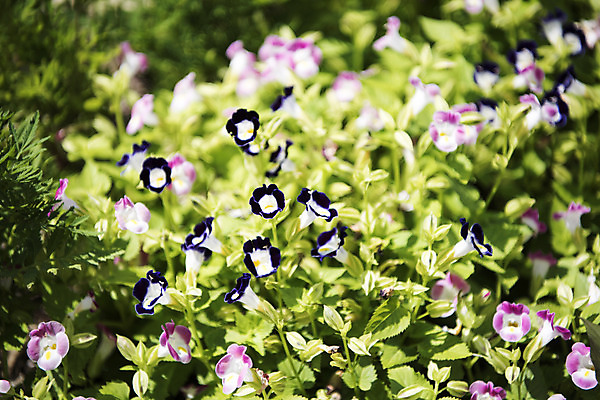 포토 JPG 주간 꽃 여러송이 자연 풍경 사람없음 야외 아웃포커스 여름 여름풍경 싱그러움 토레니아 국내포토 자연요소 식물 계절 다수 촬영기법 생태계 파일형식 여름_계절