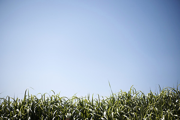 포토 JPG 주간 식물 꽃 자연 하늘 풍경 사람없음 야외 여름 여름풍경 풀 싱그러움 국내포토 자연요소 계절 생태계 파일형식 여름_계절