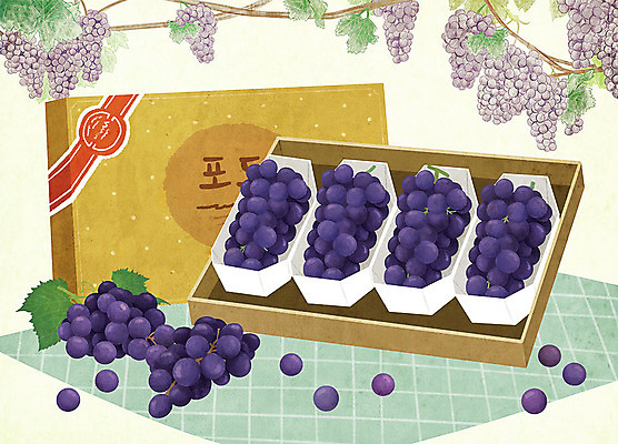PSD 음식 과일 일러스트 포장 포도 선물 사람없음 선물상자 보자기 특산물 포도나무 지역 포도알 선물세트 포도잎 국내일러스트 잎 상자 과일나무 파일형식 천_직물