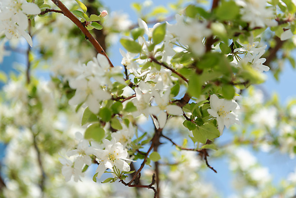 포토 JPG 주간 꽃 자연 꽃나무 풍경 사람없음 야외 아웃포커스 맑음 봄 나뭇가지 사과꽃 판교 국내포토 자연요소 나무 식물 계절 날씨 촬영기법 생태계 분당 파일형식