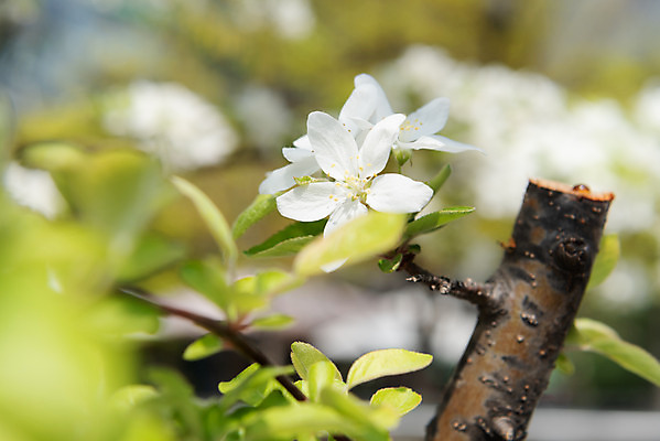 포토 JPG 주간 꽃 자연 꽃나무 풍경 사람없음 야외 아웃포커스 맑음 봄 나뭇가지 사과꽃 판교 국내포토 자연요소 나무 식물 계절 날씨 촬영기법 생태계 분당 파일형식