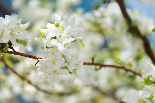 포토 JPG 주간 꽃 자연 꽃나무 풍경 사람없음 야외 아웃포커스 맑음 봄 나뭇가지 사과꽃 판교 국내포토 자연요소 나무 식물 계절 날씨 촬영기법 생태계 분당 파일형식