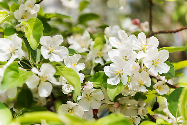포토 JPG 주간 꽃 자연 꽃나무 풍경 사람없음 야외 아웃포커스 맑음 봄 나뭇가지 사과꽃 판교 국내포토 자연요소 나무 식물 계절 날씨 촬영기법 생태계 분당 파일형식