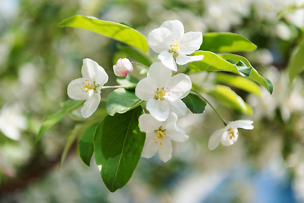 포토 JPG 주간 꽃 자연 꽃나무 풍경 사람없음 야외 아웃포커스 맑음 봄 나뭇가지 사과꽃 판교 국내포토 자연요소 나무 식물 계절 날씨 촬영기법 생태계 분당 파일형식