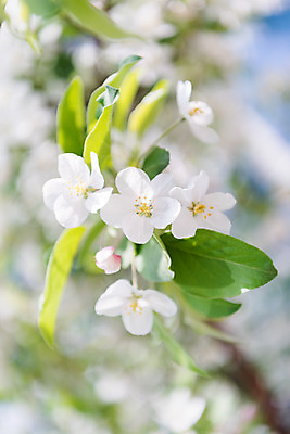 포토 JPG 주간 꽃 자연 꽃나무 풍경 사람없음 야외 아웃포커스 맑음 봄 나뭇가지 사과꽃 판교 국내포토 자연요소 나무 식물 계절 날씨 촬영기법 생태계 분당 파일형식